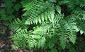 Pteridium aquilinum